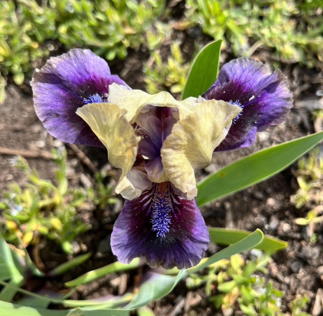 Abuzz With Charm Iris | Terringer Farm
