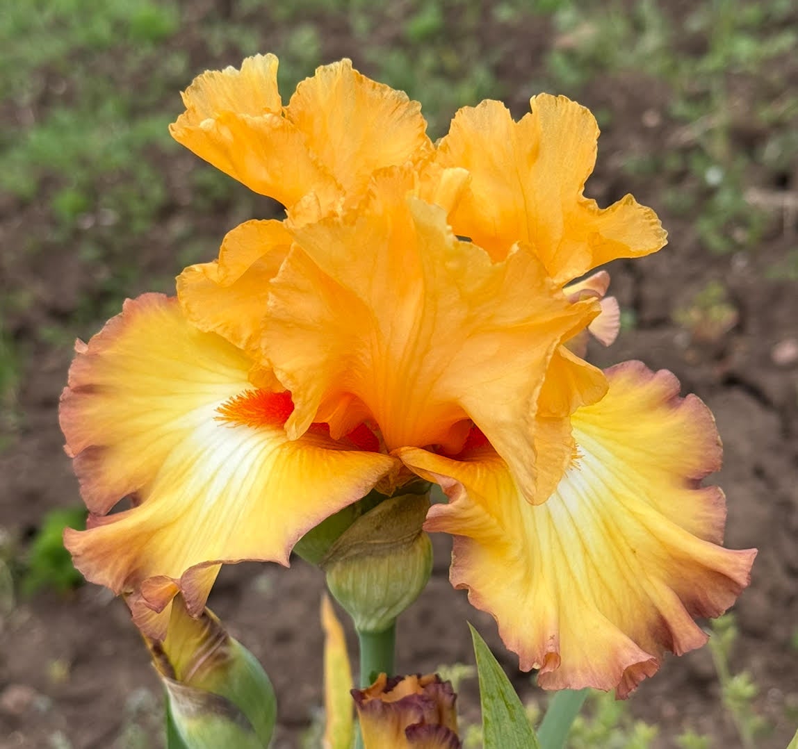 Oil Painting Terringer Farm oil-painting-terringer-farm