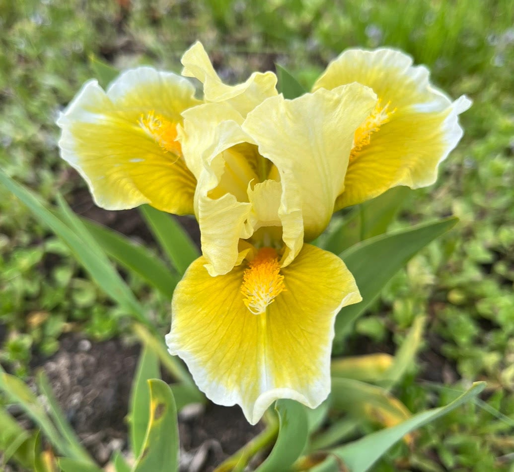 Granny Apple Terringer Farm granny-apple-terringer-farm