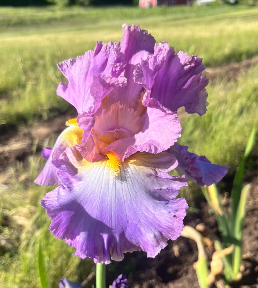Burst of joy terringer farm
