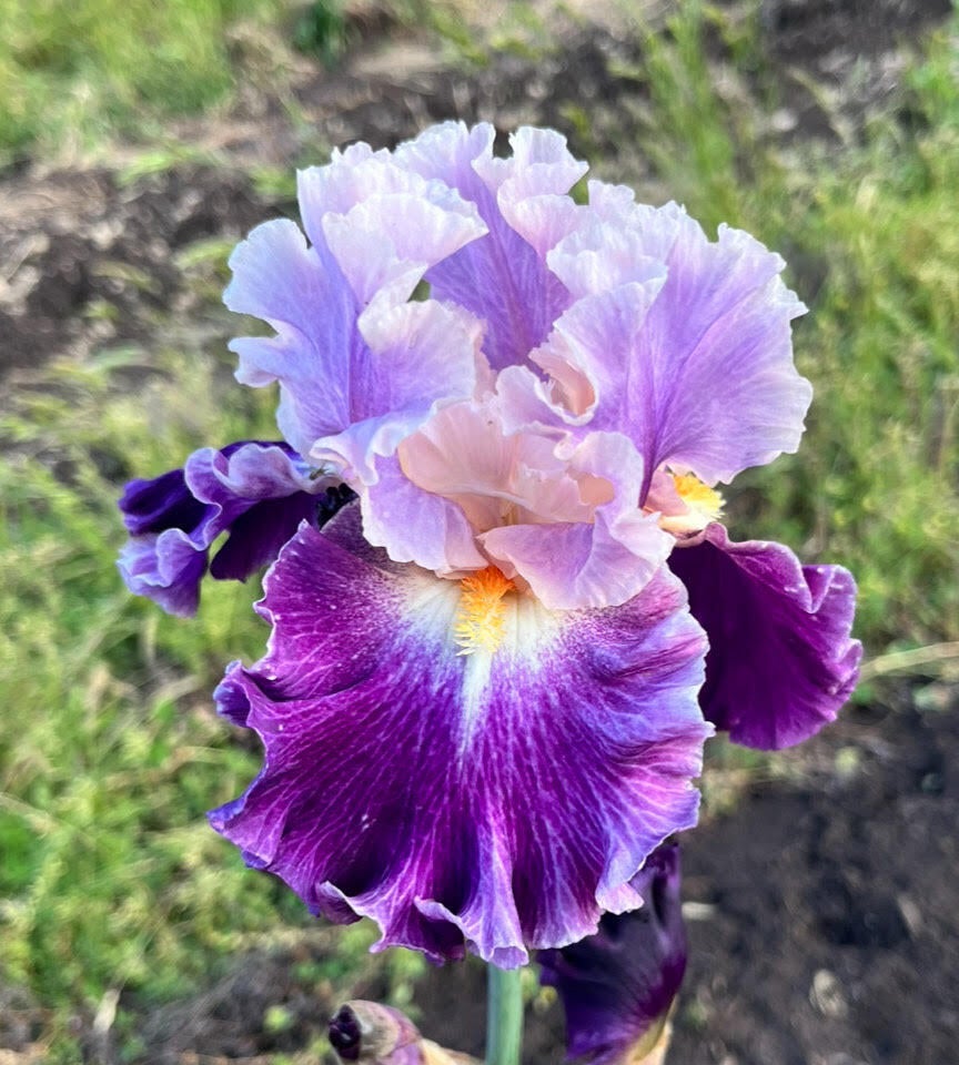 Nevertheless terringer farm