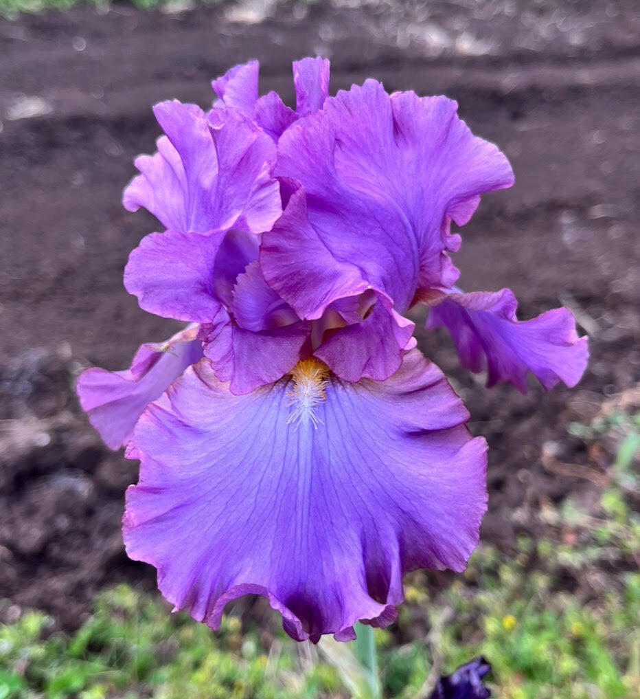 French Lavender Iris Terringer Farm french-lavender-iris-terringer-farm