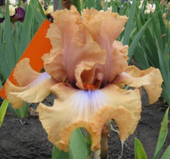 Audacious Amber Iris Terringer Farm