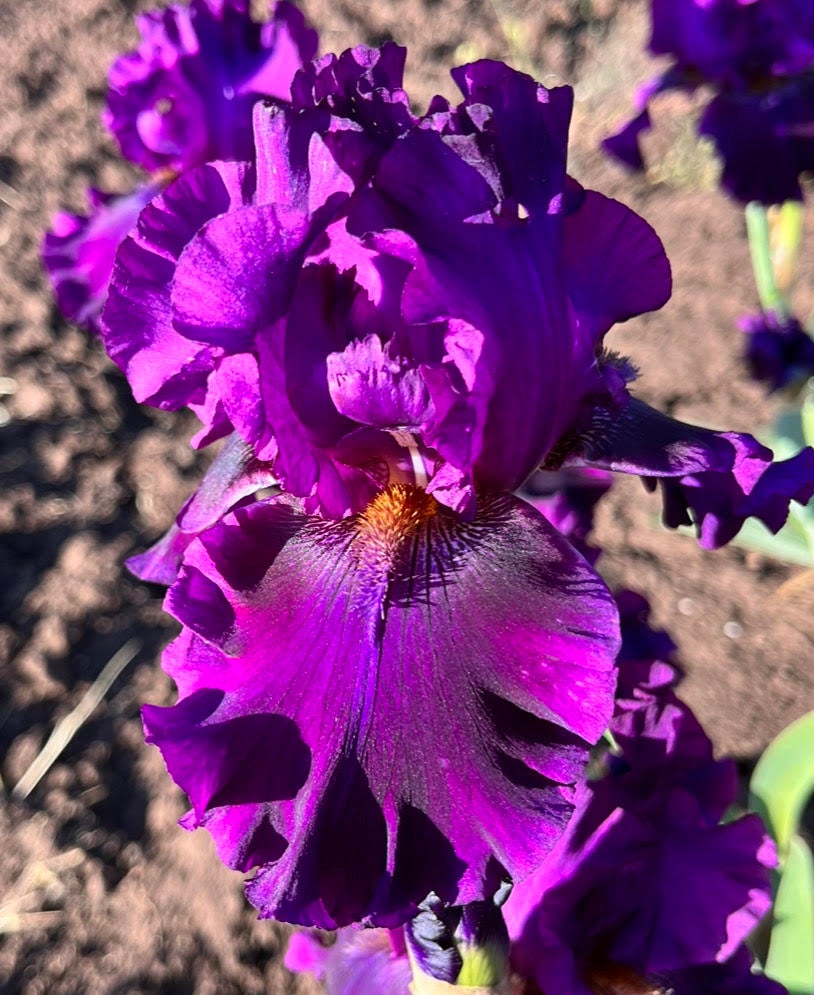 cantina-iris-terringer-farm