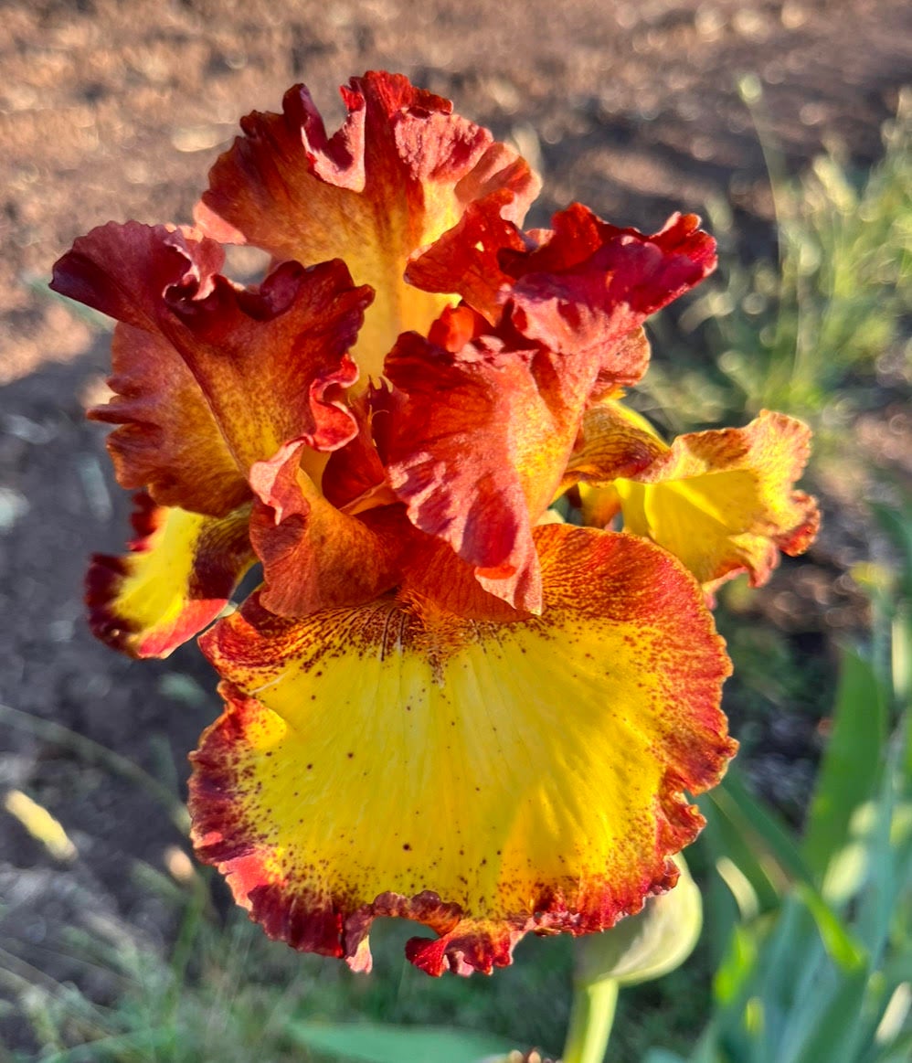 Bee My Honey Iris | Terringer Farm