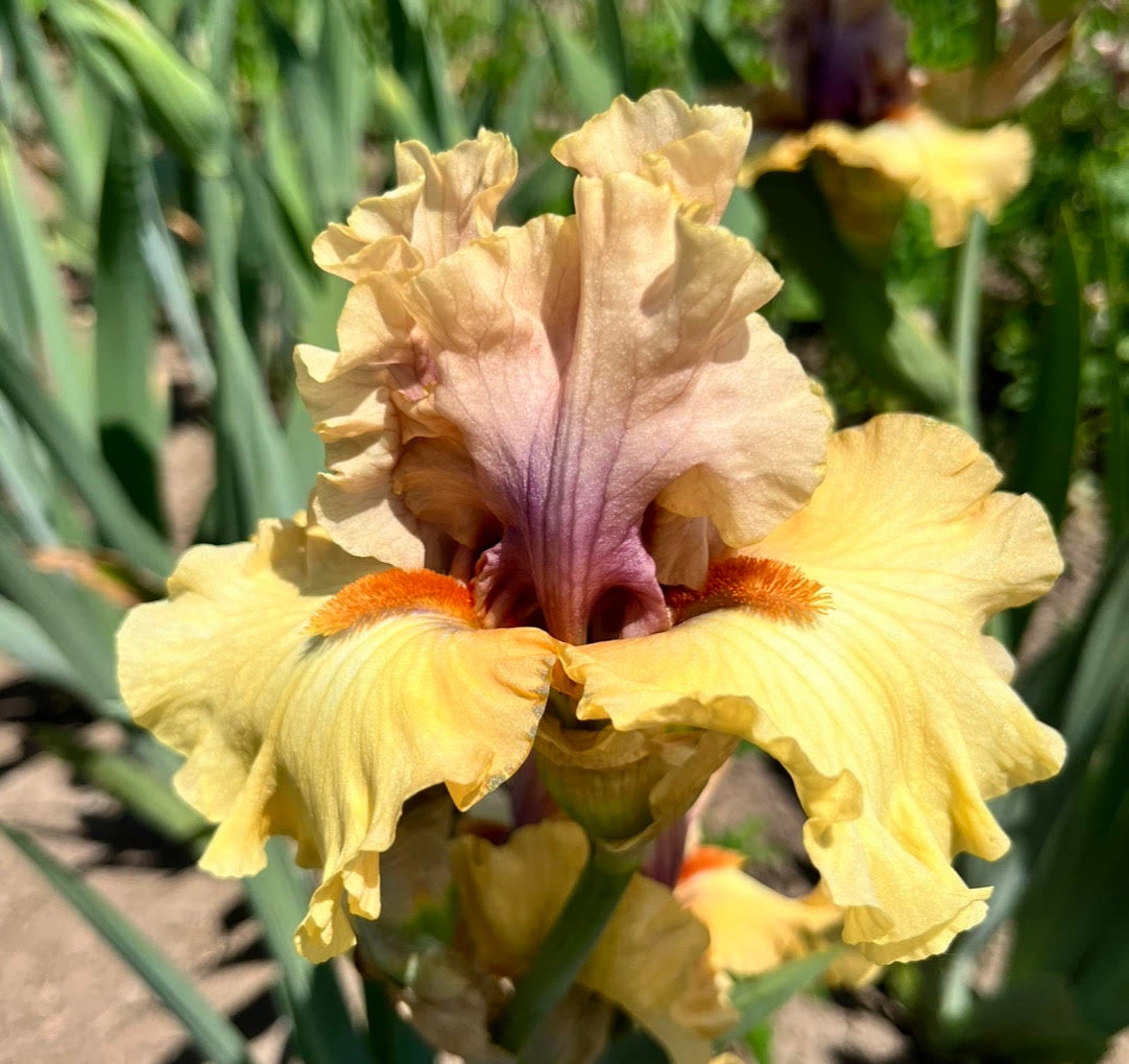 desert-moth-iris-terringer-farm