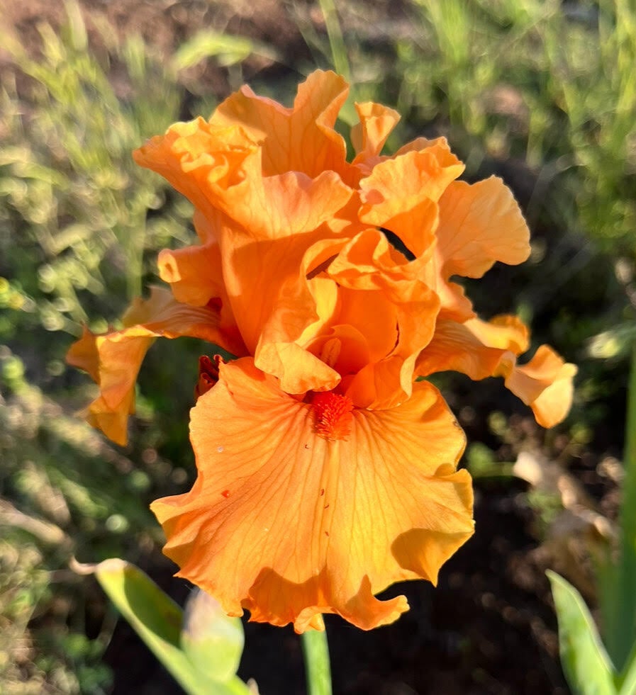Kindred terringer farm