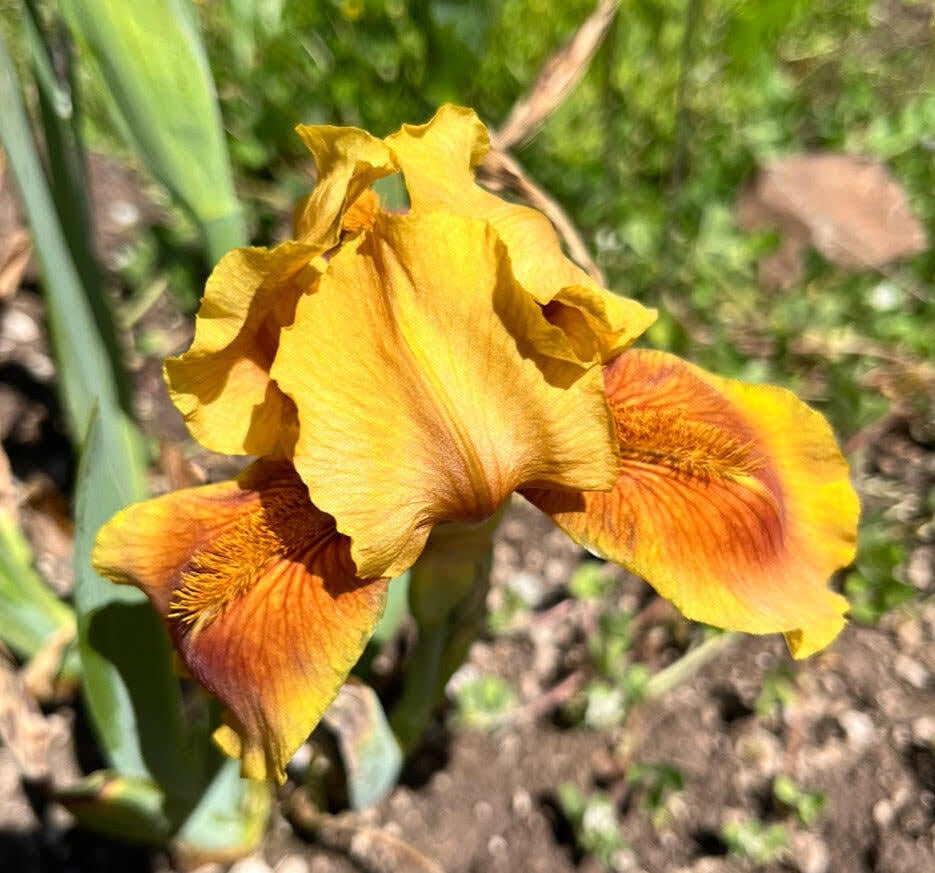 Apache warrior iris terringer farm