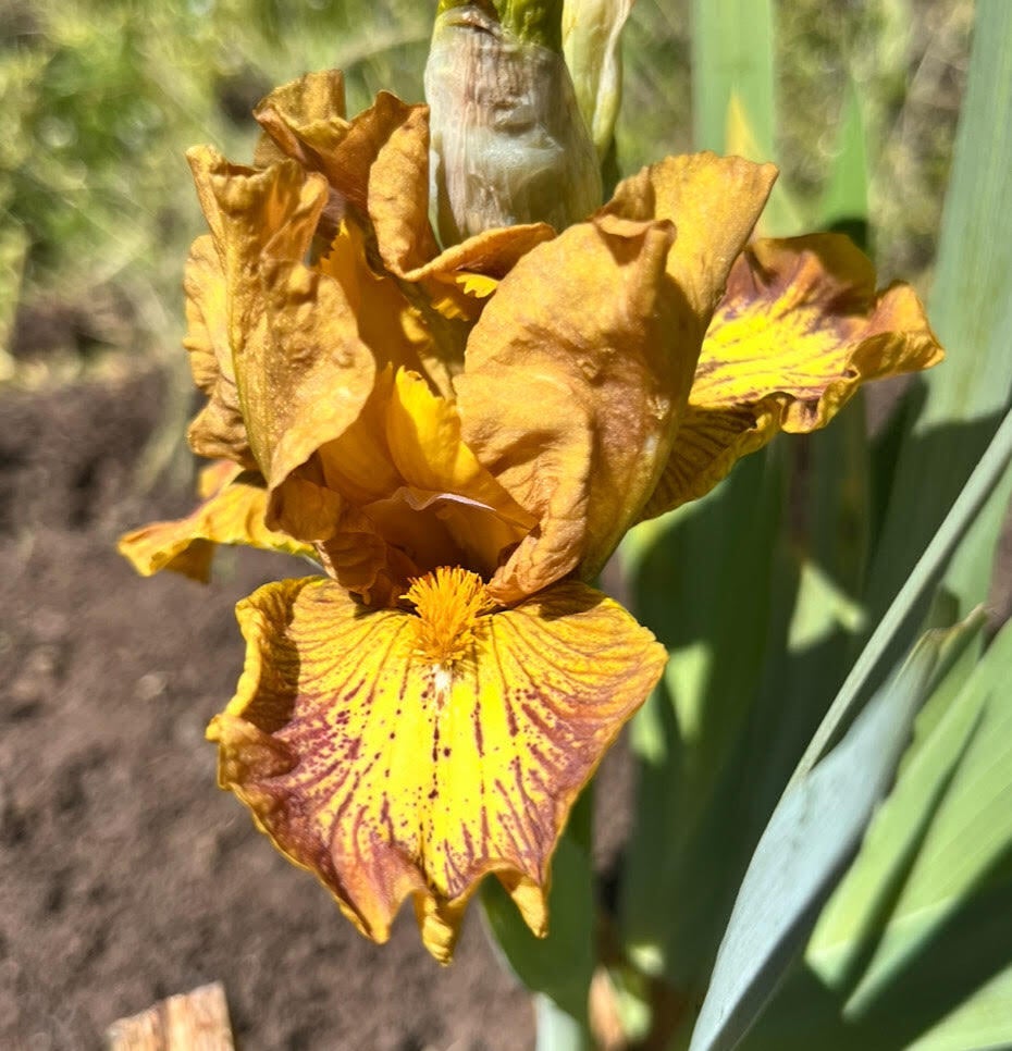 corn-mash-terringer-farm